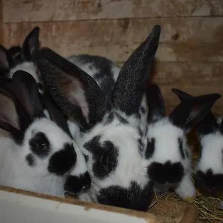 Am Bauernhof Im Ostseeland Vakantieboerderij *