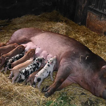 Bauernhof Am Bauernhof Im Ostseeland *