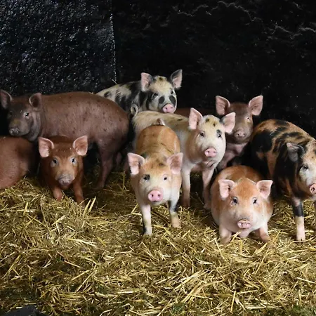 Bauernhof Am Bauernhof Im Ostseeland Boldenshagen
