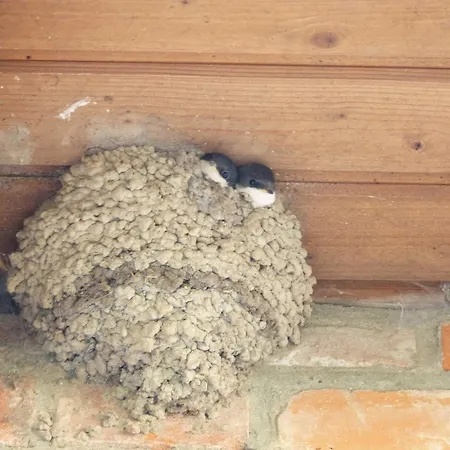 Am Bauernhof Im Ostseeland * Boldenshagen