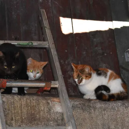 Bauernhof Am Bauernhof Im Ostseeland Boldenshagen