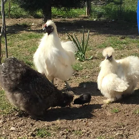 Am Bauernhof Im Ostseeland *