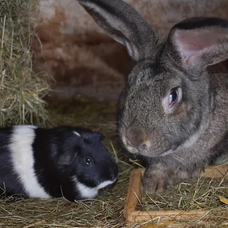 Bauernhof Am Bauernhof Im Ostseeland