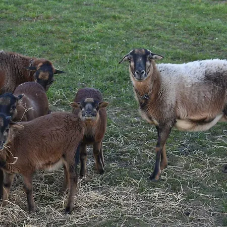 Am Bauernhof Im Ostseeland Boldenshagen