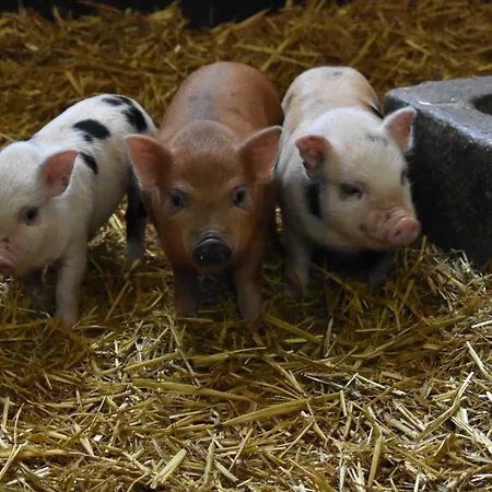 Bauernhof Am Bauernhof Im Ostseeland Boldenshagen