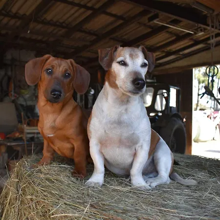 Am Bauernhof Im Ostseeland *