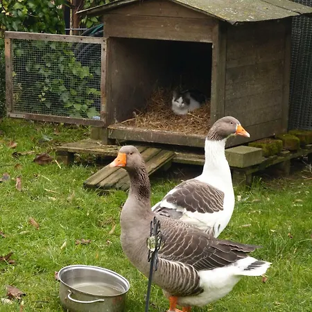 Am Bauernhof Im Ostseeland Boldenshagen