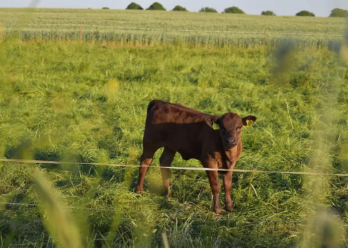 Am Bauernhof Im Ostseeland Séjour à la ferme Boldenshagen
