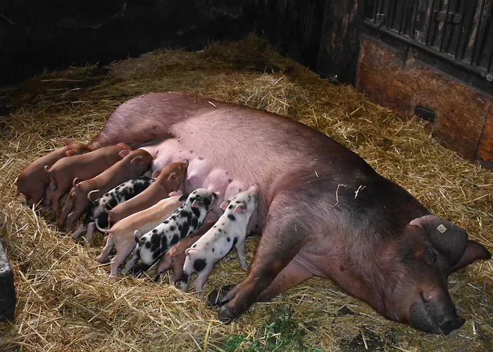 Séjour à la ferme Am Bauernhof Im Ostseeland *