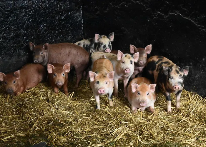 Séjour à la ferme Am Bauernhof Im Ostseeland Boldenshagen