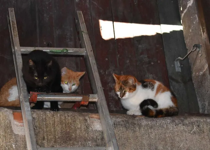 Séjour à la ferme Am Bauernhof Im Ostseeland Boldenshagen