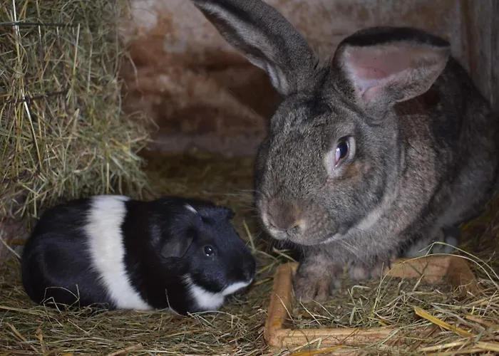 Séjour à la ferme Am Bauernhof Im Ostseeland