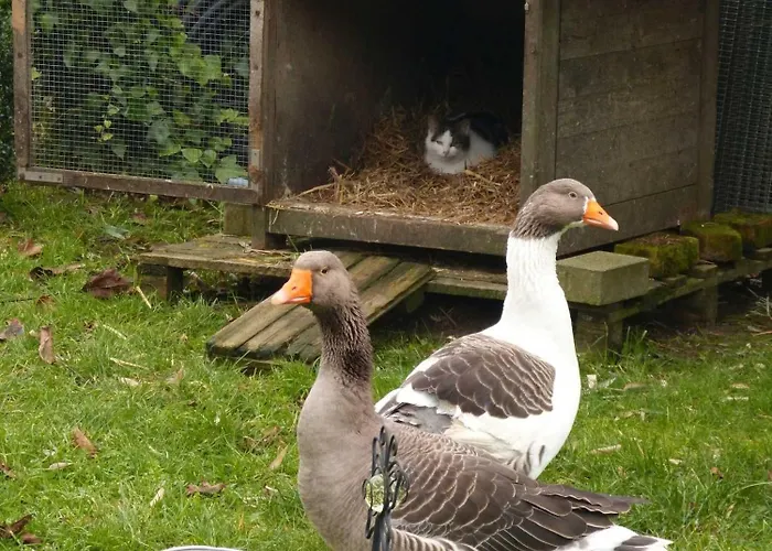Am Bauernhof Im Ostseeland Boldenshagen
